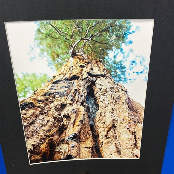 Giant Forest - Picture 2 of 2